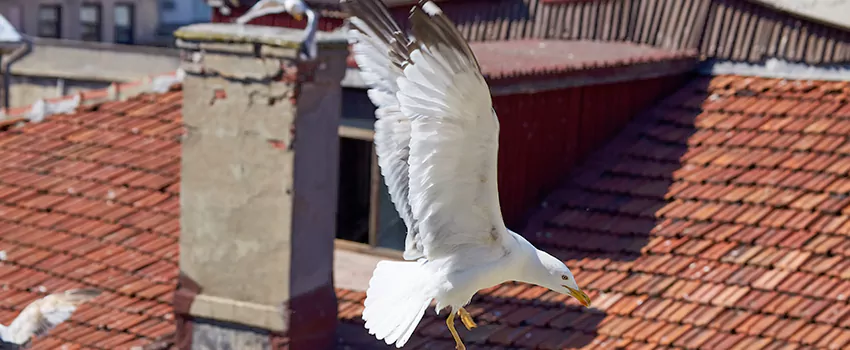 Residential Chimney Animal Removal Solution in Saratoga Springs, UT